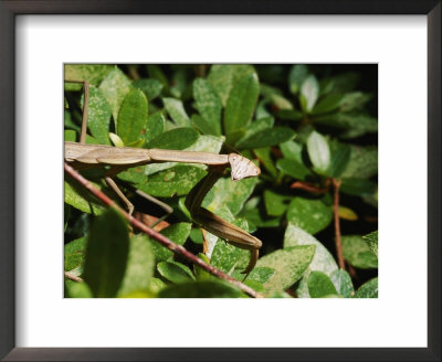 Chinese Praying Mantis by Brian Gordon Green Pricing Limited Edition Print image