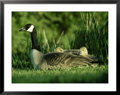 Canada Goose, Branta Canadensis With Goslings Montana, Usa by Alan And Sandy Carey Pricing Limited Edition Print image