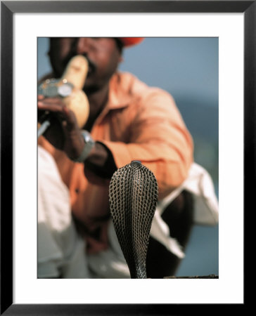 Jaipur, Snake Charmer, India by Jacob Halaska Pricing Limited Edition Print image
