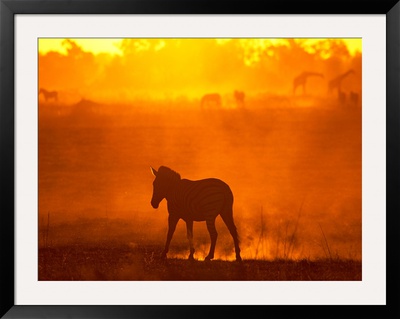 Zebra Silhouetted In The Twilight Haze by Beverly Joubert Pricing Limited Edition Print image