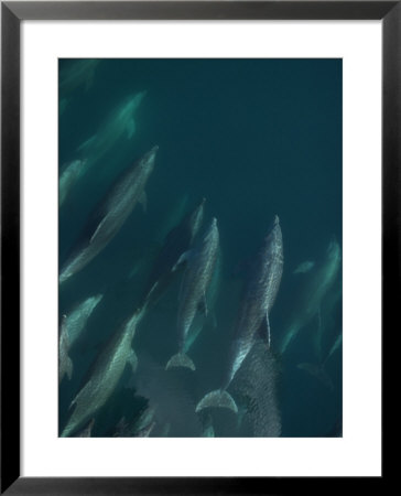 A Pod Of Bottlenose Dolphins Bow-Riding by Ralph Lee Hopkins Pricing Limited Edition Print image