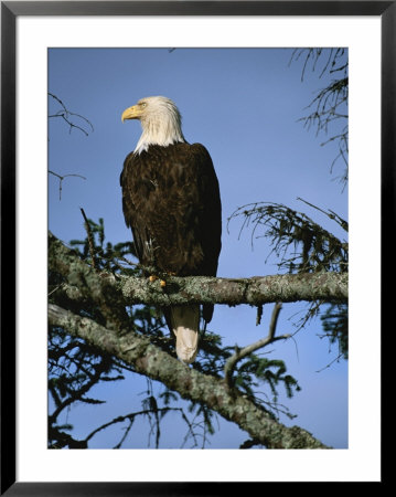 Bald Eagle Perched On Branch by Michael Melford Pricing Limited Edition Print image