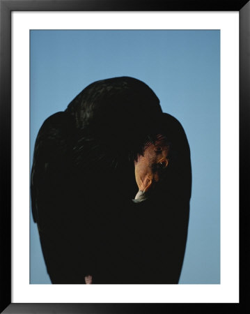 A Young California Condor by Michael Nichols Pricing Limited Edition Print image