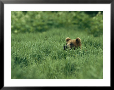 A Brown Bear In Lush Tall Grass by Klaus Nigge Pricing Limited Edition Print image