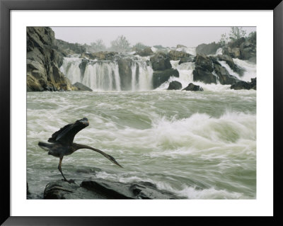 Great Blue Heron Stretches Its Neck Toward The Potomac River by Skip Brown Pricing Limited Edition Print image