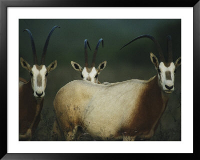 A Group Of Scimitar Horned Oryxes by Joel Sartore Pricing Limited Edition Print image