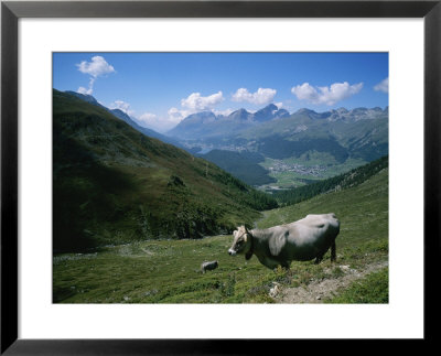 Cattle On A Hillside With The Town Of Saint Moritz In The Distance by Taylor S. Kennedy Pricing Limited Edition Print image