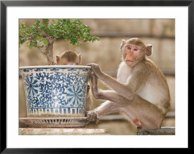 Long Tail Macaque, Thailand by Gavriel Jecan Pricing Limited Edition Print image