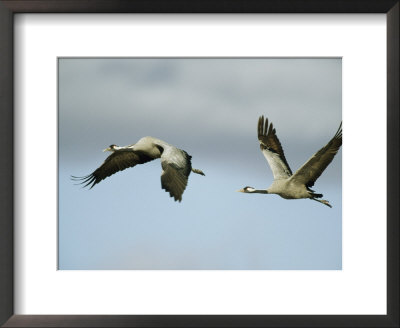 Pair Of Common Cranes In Flight by Klaus Nigge Pricing Limited Edition Print image