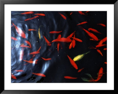 Goldfish In Pond, Morocco by Dane Holweger Pricing Limited Edition Print image