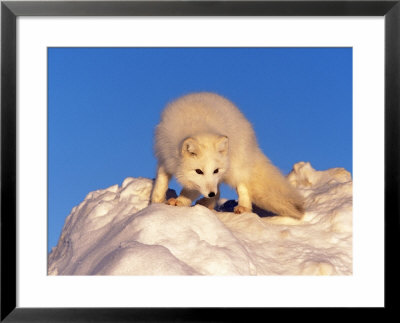 Arctic Fox, Winter Pelage, Alopex Lagopus by Robert Franz Pricing Limited Edition Print image