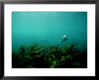 Grey Seal, Underwater, Uk by Tony Bomford Pricing Limited Edition Print image