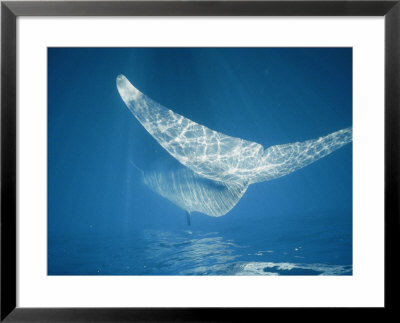 Close View Of The Flukes And Foreshortened Body Of A Finback Whale by Nick Caloyianis Pricing Limited Edition Print image