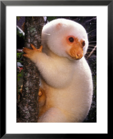 A Cuscus Clinging To A Tree Trunk by Darlyne A. Murawski Pricing Limited Edition Print image