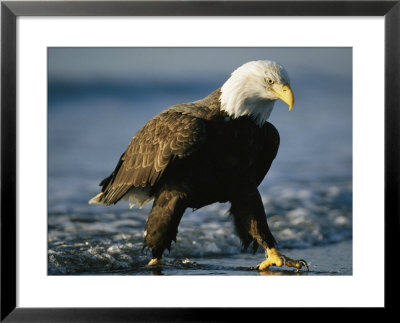 An American Bald Eagle Walks Hunts Along The Shoreline by Klaus Nigge Pricing Limited Edition Print image