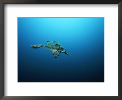 An Endangered Hawksbill Turtle Swims Towards The Waters Surface by Brian J. Skerry Pricing Limited Edition Print image
