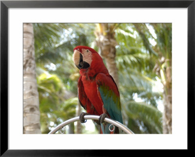Parrot At Radisson Resort, Palm Beach, Aruba, Caribbean by Lisa S. Engelbrecht Pricing Limited Edition Print image