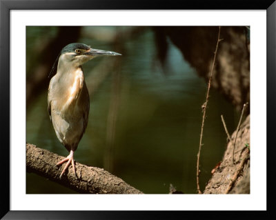 Little Heron In Bandhavgarh National Park, India by Dee Ann Pederson Pricing Limited Edition Print image