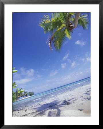 Overhanging Palms And Beach Of Enemanit Island, Tropical Marshall Islands by Stuart Westmoreland Pricing Limited Edition Print image