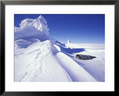 Weddell Fur Seal And Ice Formations, Antarctica by William Sutton Pricing Limited Edition Print image