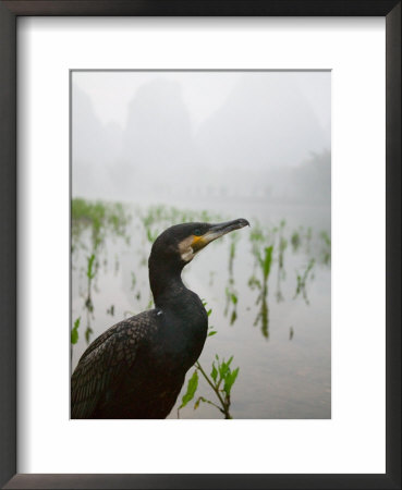 Cormorant By The Li River, China by Keren Su Pricing Limited Edition Print image