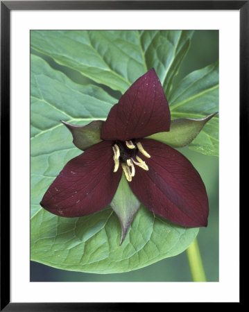 Purple Trillium, Port Huron, Michigan, Usa by Claudia Adams Pricing Limited Edition Print image