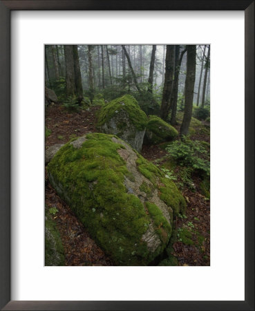 Young Spruce Tree Peeks Above Granite Boulders Patched With Moss, Baxter State Park, Maine by George F. Mobley Pricing Limited Edition Print image
