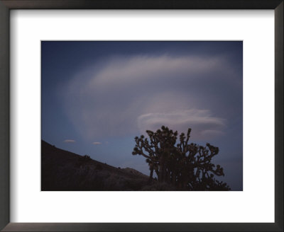 A Lenticular Cloud Over A Joshua Tree Near Walker Pass by Gordon Wiltsie Pricing Limited Edition Print image