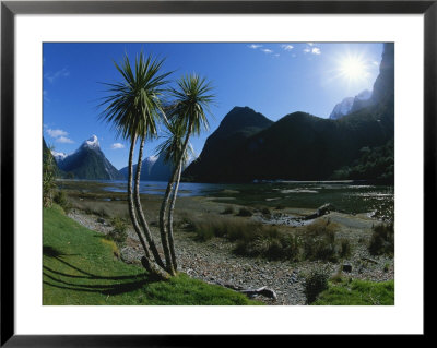 Tropical Trees In Milford Sound With Mitre Peak In Background by Todd Gipstein Pricing Limited Edition Print image