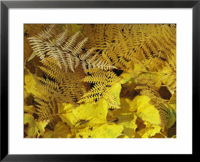 Close View Of Ferns And Fallen Leaves In Autumn Color by Marc Moritsch Pricing Limited Edition Print image