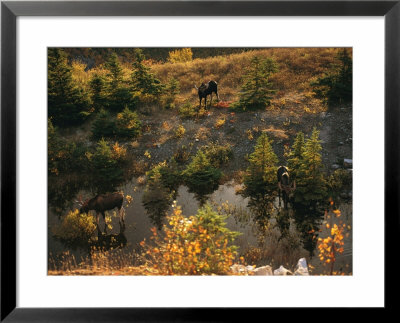 Three Bull Moose (Alces Alces) Feed Together In The Fall by Raymond Gehman Pricing Limited Edition Print image