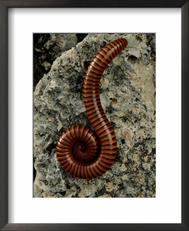 A Millipede Curled On A Rock by George Grall Pricing Limited Edition Print image