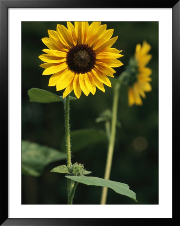 A Sunflower On A Sunny Summer Day by Taylor S. Kennedy Pricing Limited Edition Print image