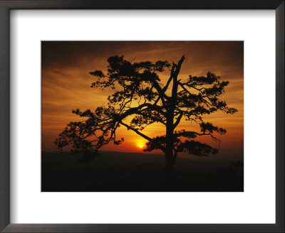 The Silhouette Of A Pine Tree On Ravens Roost Overlook by Raymond Gehman Pricing Limited Edition Print image