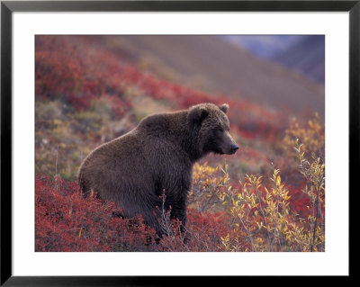 Female Grizzly Bear In Alpine Tundra, Denali National Park, Alaska, Usa by Hugh Rose Pricing Limited Edition Print image