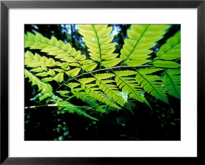 Backlit Leaves, Barro Colorado Island, Panama by Christian Ziegler Pricing Limited Edition Print image
