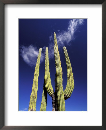 Saguaro Cactus, Catavina Desert National Reserve, Baja Del Norte, Mexico by Gavriel Jecan Pricing Limited Edition Print image
