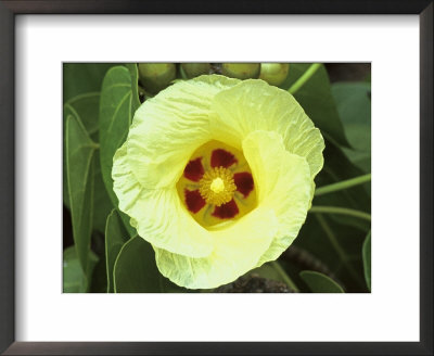 Yellow Flower Bloom On Tree, Cayman Islands by Georgienne Bradley Pricing Limited Edition Print image