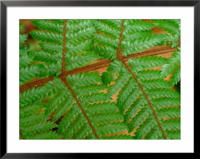 Macro View Of Fern, New Zealand by William Sutton Pricing Limited Edition Print image
