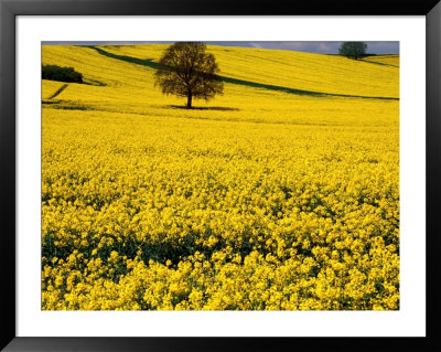 Field Of Oil-Rape Seed, Spring, Harvington, United Kingdom by Barbara Van Zanten Pricing Limited Edition Print image