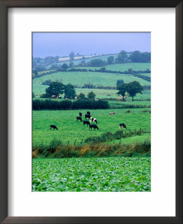 Milking Cows In Paddock, United Kingdom by Oliver Strewe Pricing Limited Edition Print image