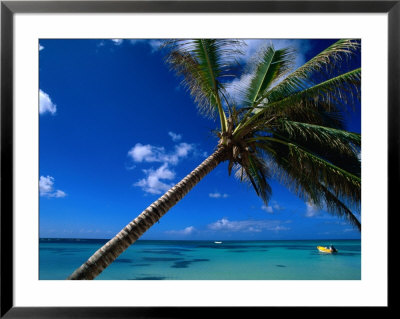 Sea View Beyond Palm Tree, La Romana, La Romana, Dominican Republic by Greg Johnston Pricing Limited Edition Print image