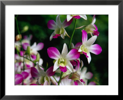 Orchids At National Orchid Garden In Singapore Botanic Gardens, Singapore by Glenn Beanland Pricing Limited Edition Print image