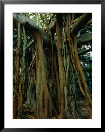 Aerial Roots Of Banyon Tree, Lord Howe Island, New South Wales, Australia by Grant Dixon Pricing Limited Edition Print image
