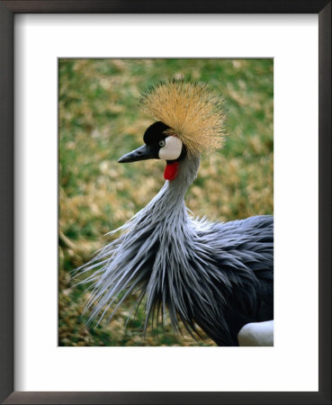 Portrait Of Crowned Crane (Balearica Regulorum Gibbericeps), South Africa by Ariadne Van Zandbergen Pricing Limited Edition Print image