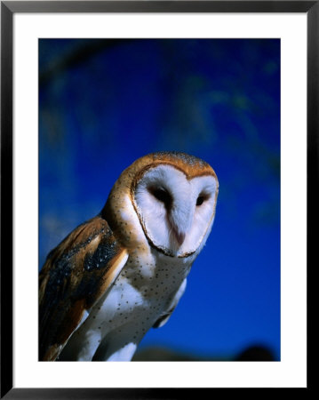 Portrait Of Owl, Arizona, Usa by Michael Aw Pricing Limited Edition Print image