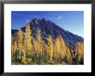 Mt. Stuart With Golden Larch Trees, Alpine Lakes Wilderness, Washington, Usa by Jamie & Judy Wild Pricing Limited Edition Print image