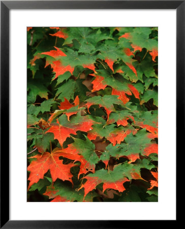 Sugar Maple Leaves In Fall, Vermont, Usa by Charles Sleicher Pricing Limited Edition Print image