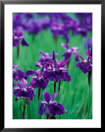 Purple Iris At Weyerhaeuser Rhododendron Display, Washington, Usa by William Sutton Pricing Limited Edition Print image