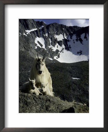 Wild Goats On Mountain, Boulder by Michael Brown Pricing Limited Edition Print image